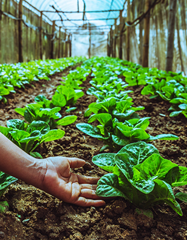 PrimeMills Fertilizer